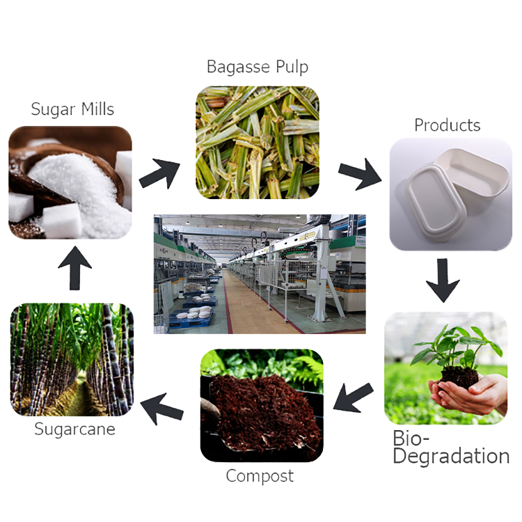 Sugarcane Bagasse Food Packaging